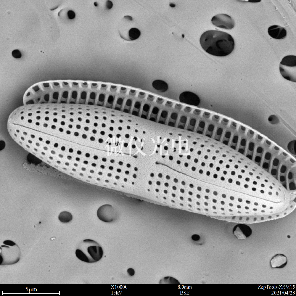 為什么掃描電鏡看到的物像是無(wú)色的？