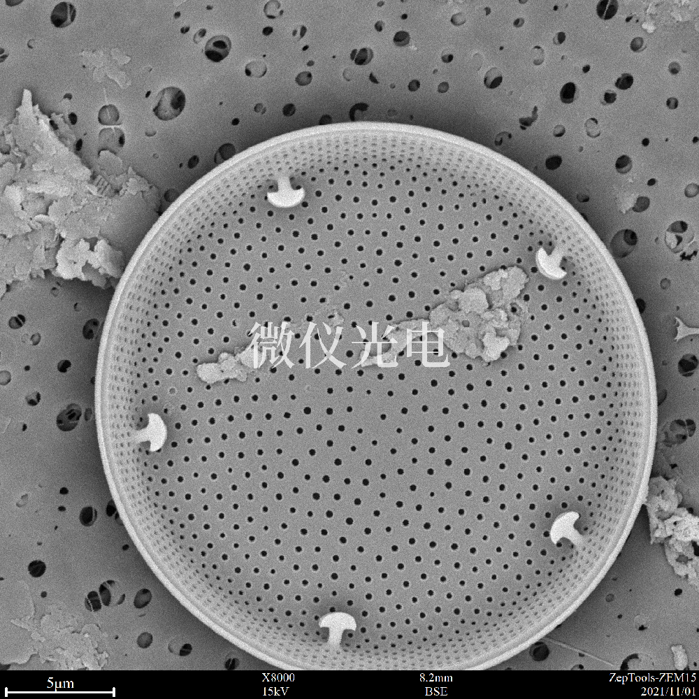 臺式掃描電鏡觀察樣品要求的干燥的方法有幾種？